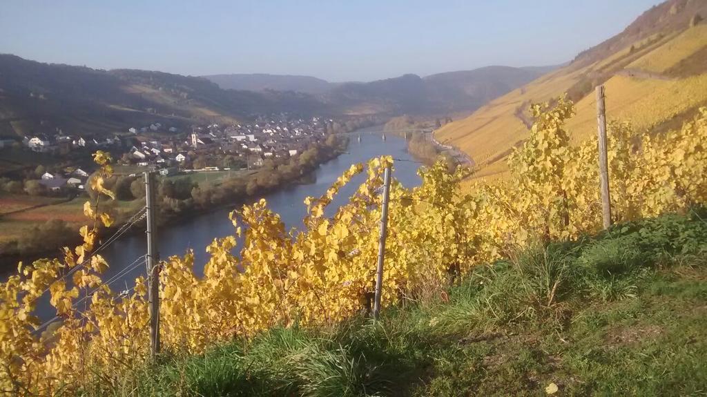 Weingut Matthias Dauns Daire Reil Dış mekan fotoğraf